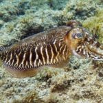 Gran Canaria: Scuba Diving for Beginners - Who Will Love This Tour?