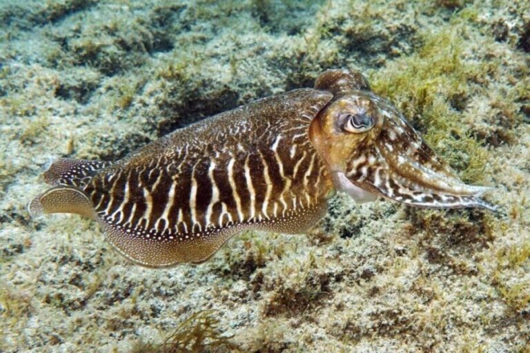 Gran Canaria: Scuba Diving for Beginners - Who Will Love This Tour?