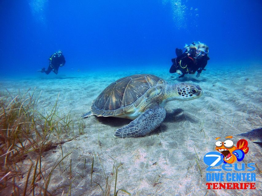 Gran Canaria Scuba Diving for Certified Divers - A Deep Dive into the Experience