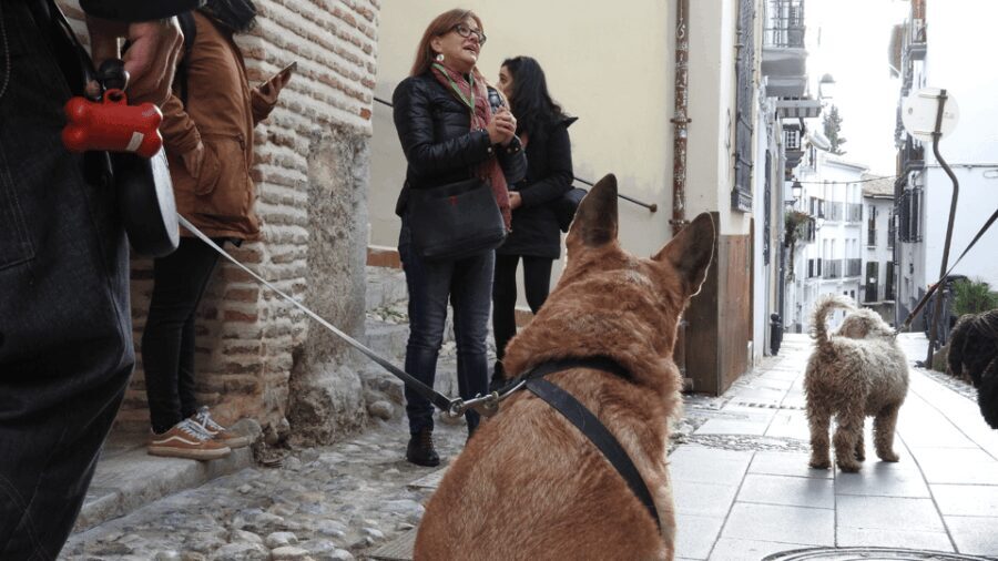 Granada: Guided Realejo Tour with Pets - What We Love About This Tour