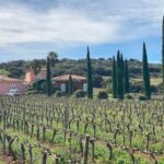 Guided Cellar Tour and wine tasting - Visiting the Vineyards and Learning About Cultivation