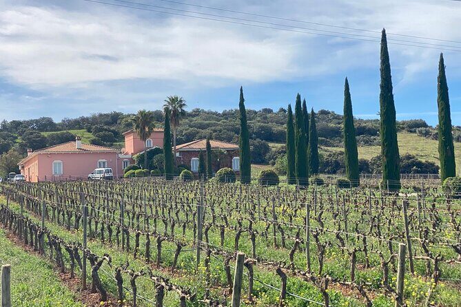 Guided Cellar Tour and wine tasting - Visiting the Vineyards and Learning About Cultivation