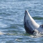 Guided Dolphin Watching in the Arrábida Natural Park - Key Points