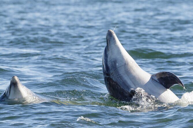 Guided Dolphin Watching in the Arrábida Natural Park - Key Points