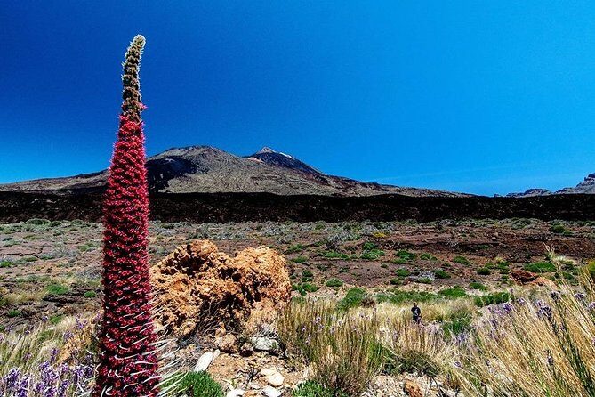 Guided Hike - The Tajinaste Trail - A Detailed Look at the Tajinaste Trail Experience