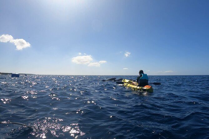 Guided Kayak Tour From Los Cristianos Beach Tenerife - The Sum Up