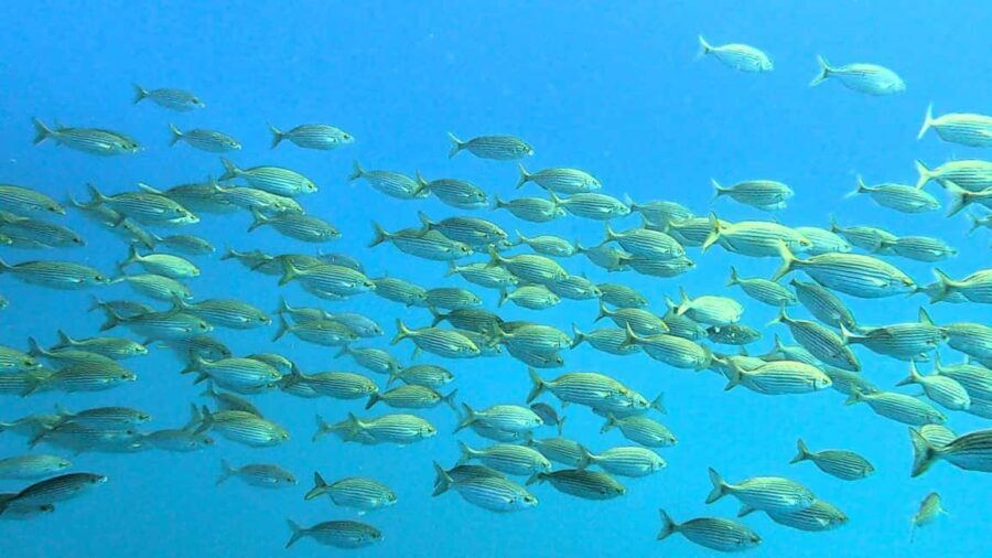 Guided snorkel in Cambrils with explanation of the marine environment. - The Value of the Experience
