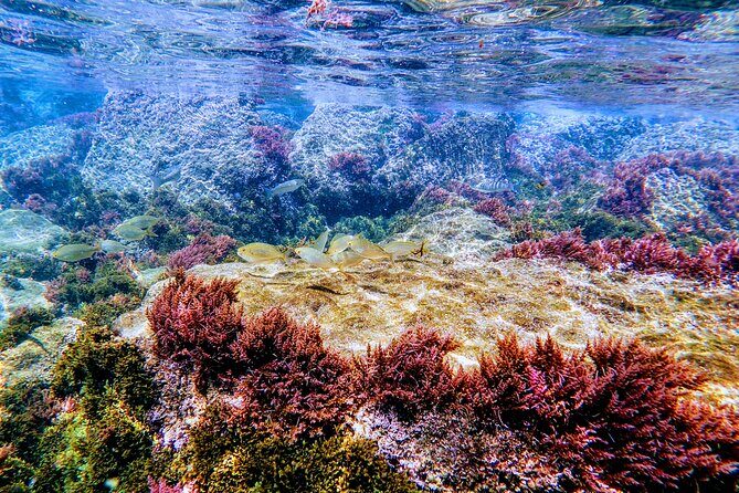 Guided snorkeling route in the Strait Natural Park - Final Thoughts: Who Should Sign Up?