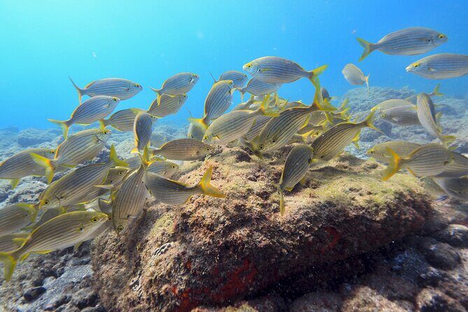 Guided Snorkelling Experience in South of Gran Canaria - Frequently Asked Questions