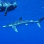 Guided Swimming Experience with Sharks in Portugal - Who Should Consider This Tour?