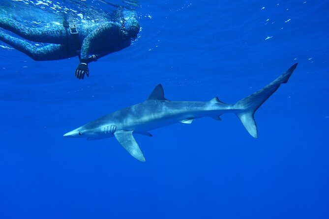 Guided Swimming Experience with Sharks in Portugal - Who Should Consider This Tour?