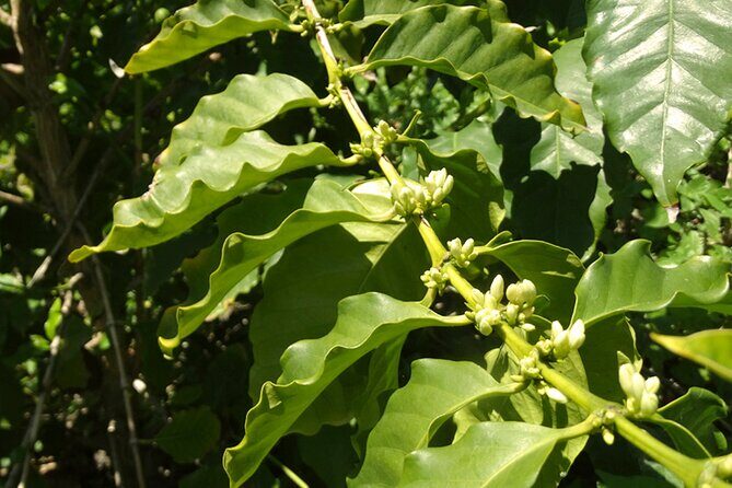 Guided Tour to the only coffee farm in Europe - Final Thoughts
