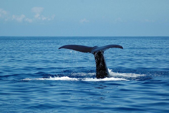 Half-day Catamaran Trip from Funchal - An In-Depth Look at the Madeira Catamaran Experience