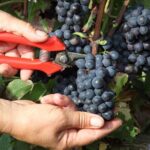 Half Day Grape Harvest Experience with Tasting in Epernay - A Close Look at the Tour Itinerary and Experience