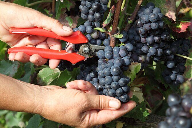 Half Day Grape Harvest Experience with Tasting in Epernay - A Close Look at the Tour Itinerary and Experience