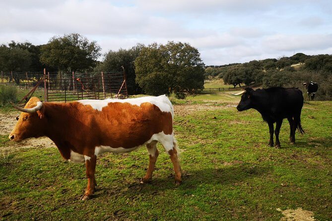 Half-Day Guided Tour to a bull farm in Madrid - Why This Tour Works Well for You