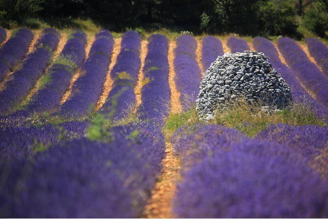 Half Day Lavender Road in Sault from Avignon - Final Thoughts