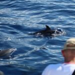 Half Day Madeira Island Cruise with Lunch - FAQ