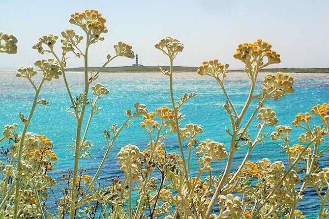 Half-Day Private Menorca Sightseeing Tour - What the Tour Offers in Detail