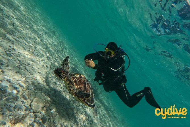 Half-Day Scuba Diving Tour - Discover Scuba Diving! - Why We Love This Tour