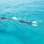 Half Day Snorkelling Experience with a dive boat in Kos Greece - Why You Should Consider This Snorkelling Trip