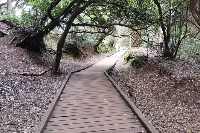 Half Day Tour Discovering Anaga Tenerife - Who Would Love This Tour?