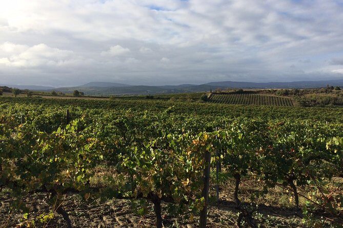 Half day wine tour. Private tour from Carcassonne and around. - Exploring the Details of the Tour