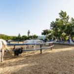 Heraklion: Finikia Horse Riding Tour with Lunch or Dinner - A Deep Dive into the Finikia Horse Riding Tour