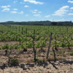 Herdade Canal Caveira - Visit Winery & Picnic - A Deep Dive Into the Herdade Canal Caveira Experience