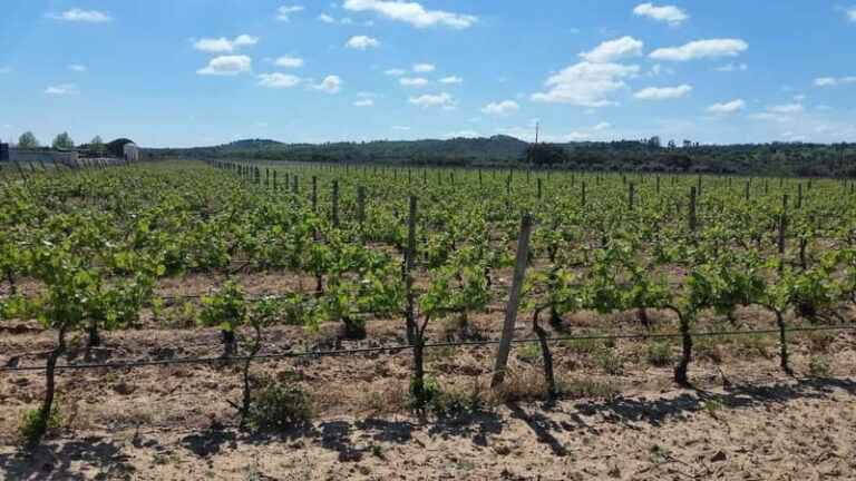 Herdade Canal Caveira - Visit Winery & Picnic - A Deep Dive Into the Herdade Canal Caveira Experience