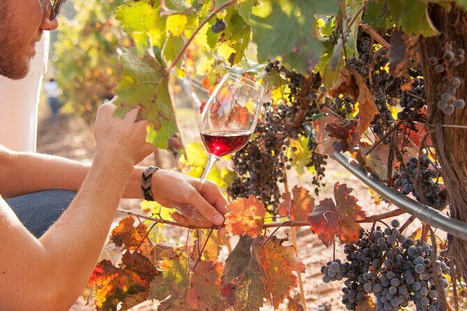 High-End Vineyard Escape: Cava, Tapas & Wine | Private Tour - Guides and Personal Touch