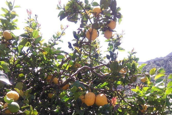 Hiking tour in the Anaga biosphere reserve in Tenerife - Frequently Asked Questions