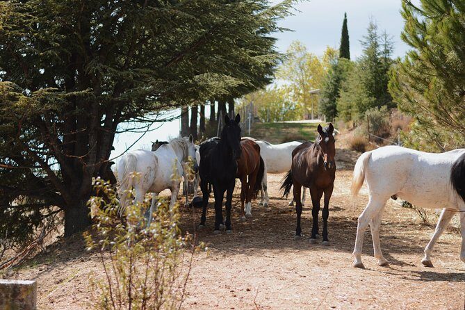 Horse Riding Madrid Natural Park (long Trip) - A Closer Look: What to Expect on the Horseback Riding Tour