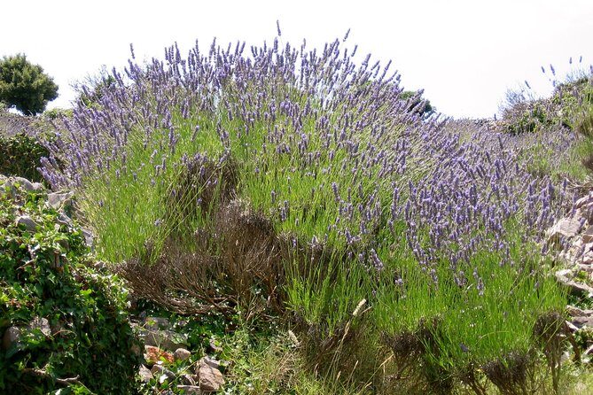 Hvar Lavender Small Group Tour - The Bottom Line: Who Should Definitely Consider This Tour?