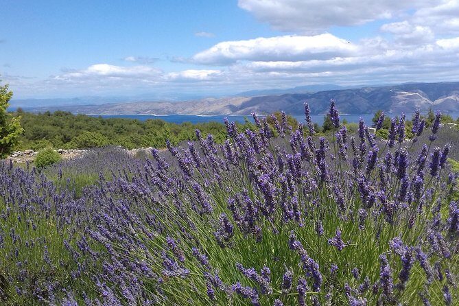 Hvar Lavender Tour - Who Will Love This Tour?