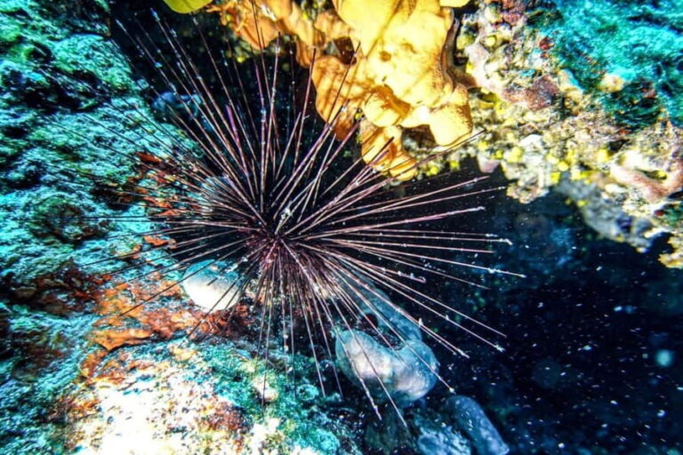 Hvar: Try Dive/Discover Scuba Diving Program - Who Would Love This Experience?