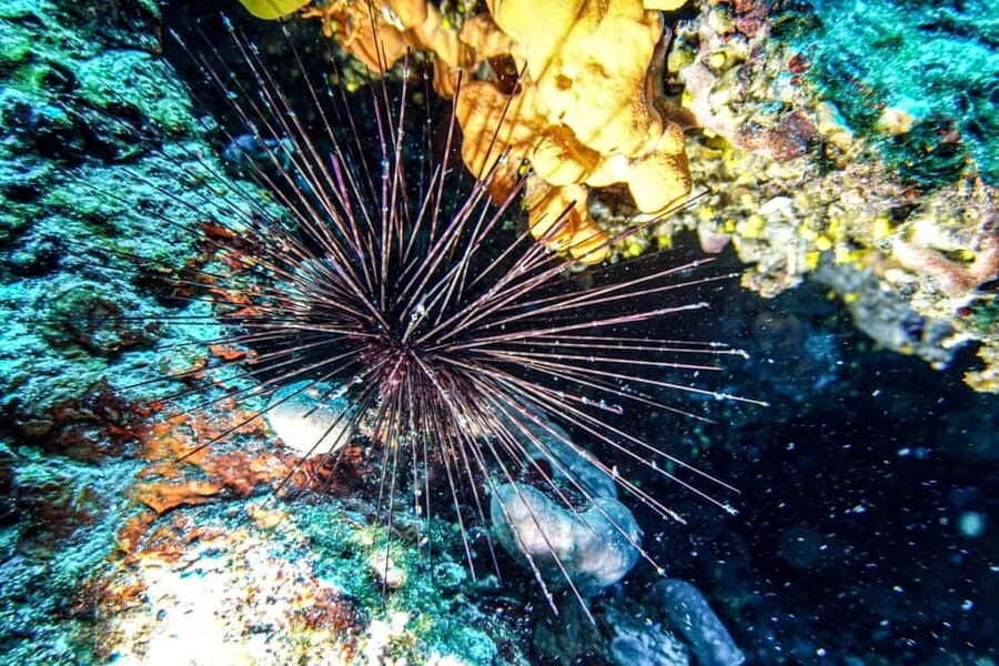 Hvar: Try Dive/Discover Scuba Diving Program - Who Would Love This Experience?