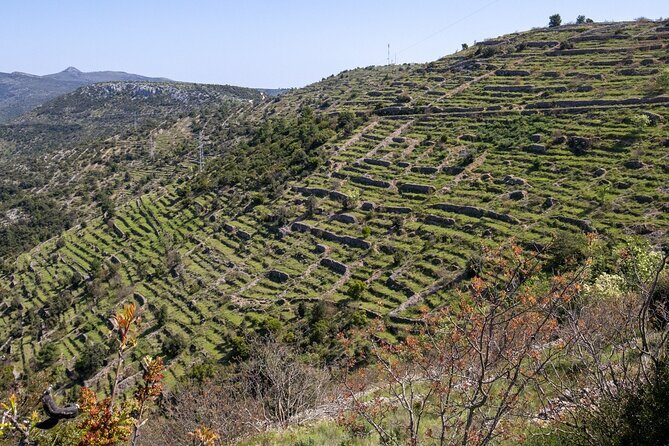 Hvar Wine Tour with Wine Tasting in a Local Winery - Who Should Consider This Tour?