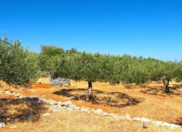 ibenik: Croatia in a Day, Vistas, History, Olive Oil, Wine - What Makes This Tour Stand Out?