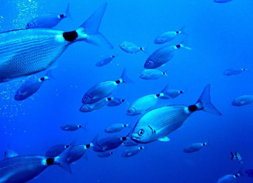 Ibiza: Beach and Cave Snorkeling Tour by Boat - Who Will Enjoy This Tour?