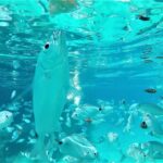 Ibiza: Snorkeling and SUP Paddle, Beach and Cave Tour - Who Should Book This Tour?