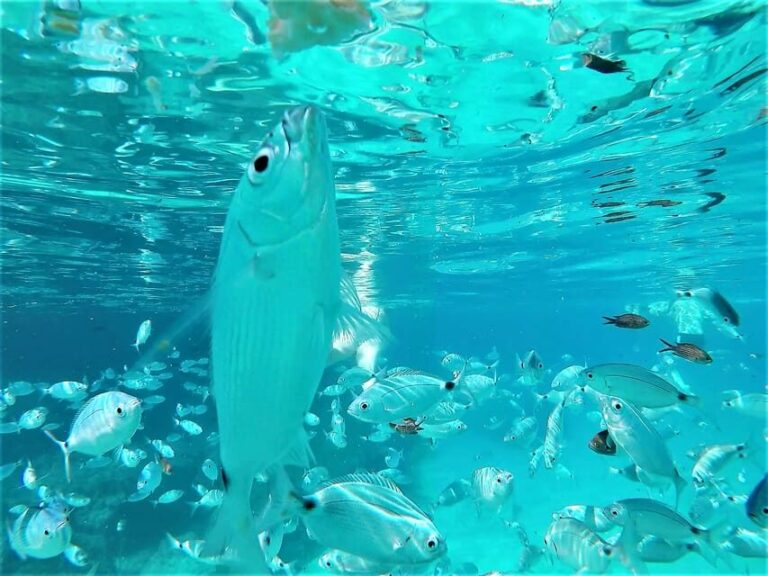 Ibiza: Snorkeling and SUP Paddle, Beach and Cave Tour - Who Should Book This Tour?