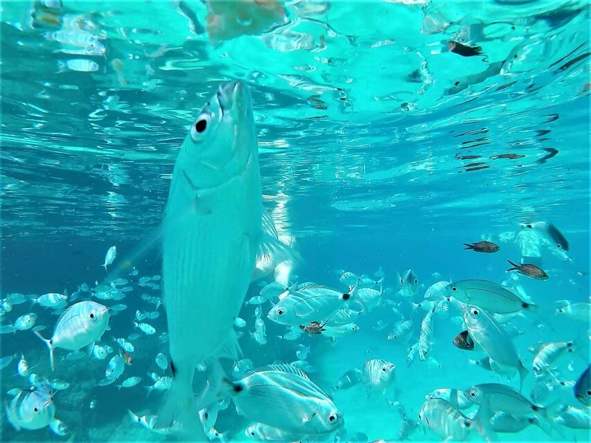 Ibiza: Snorkeling and SUP Paddle, Beach and Cave Tour - Who Should Book This Tour?