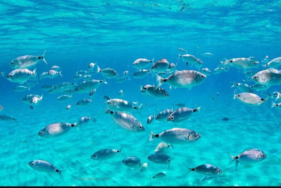 Ibiza: Tour of the island of Ibiza and swimming in Formentera - Authentic Beaches and Hidden Corners