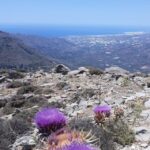 Ierapetra: Eastern Crete Nature Jeep Driving Tour - A Closer Look at the Ierapetra: Eastern Crete Nature Jeep Driving Tour