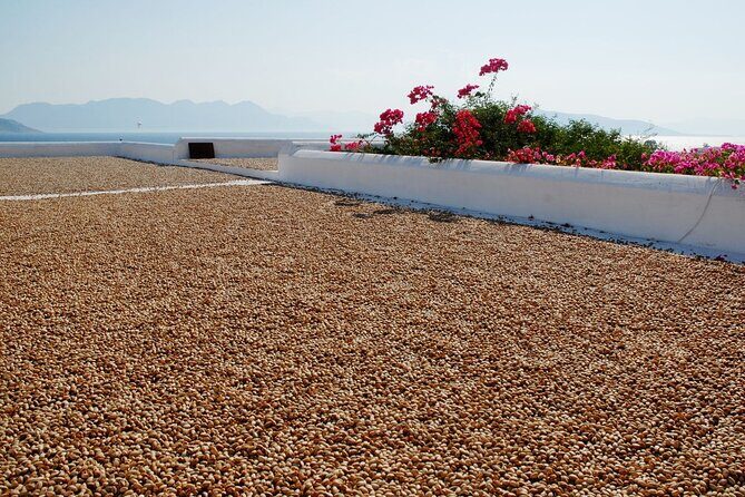 Insightful Pistachio Orchard and Factory Tour - Who Should Consider This Tour?