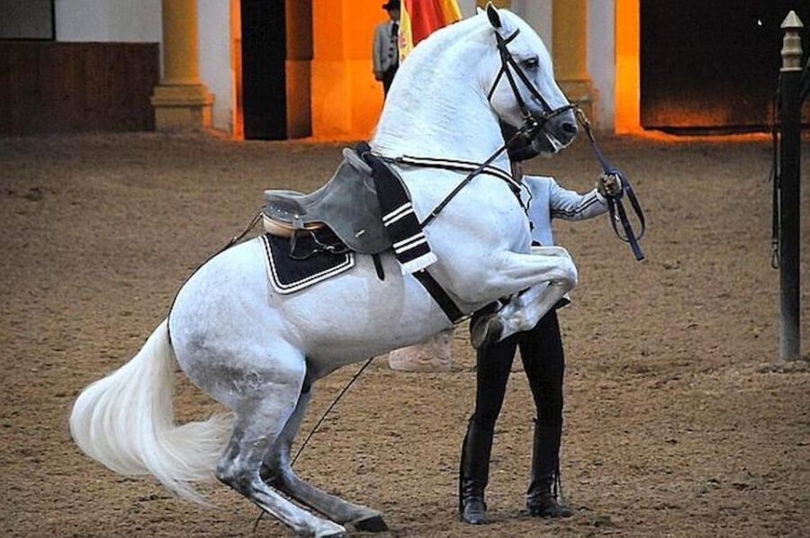 Jerez: Historic center of Jerez and horse show - Final Thoughts