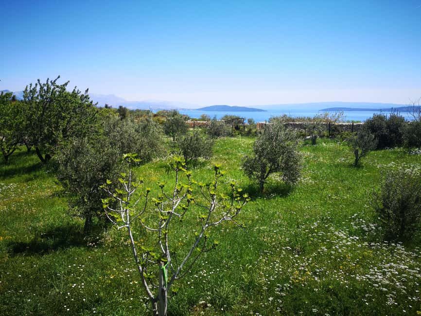 Kastela: Wine & Olive Tasting Tour w/Delicacies & Live Music - A Closer Look at the Experience