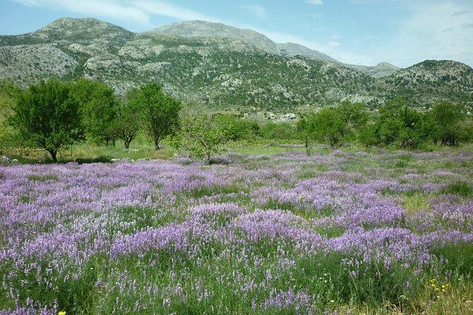 Katharo Route Tour from Agios Nikolaos - Who Should Consider This Tour?