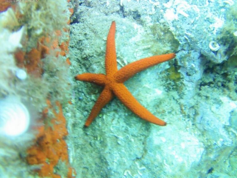 Kayak and snorkel Tour Platja d'Aro - Detailed Experience Breakdown